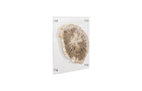 Phillips Collection Floating Petrified Slice Assorted Wall Art