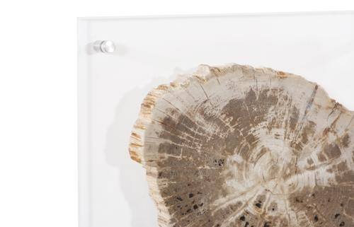 Phillips Collection Floating Petrified Slice Assorted Wall Art