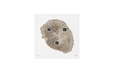 Phillips Collection Floating Petrified Slice Assorted Wall Art