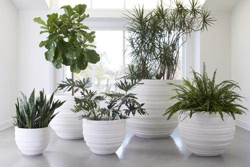 Phillips Collection June White MD Planter