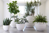 Phillips Collection June White SM Planter