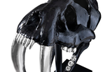 Phillips Collection Saber Tooth Tiger Skull Black Accent