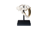 Phillips Collection Saber Tooth Tiger Skull Roman Stone Accent
