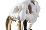 Phillips Collection Saber Tooth Tiger Skull Roman Stone Accent