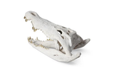 Phillips Collection Crocodile Skull Roman Stone Gold Leaf Accent