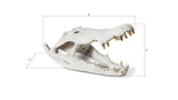 Phillips Collection Crocodile Skull Roman Stone Gold Leaf Accent