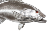 Phillips Collection Coral Trout Fish Wall Sculpture Resin Silver Leaf Accent