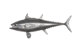 Phillips Collection Bluefin Tuna Fish Wall Sculpture Resin Polished Aluminum Finish Accent