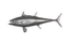 Phillips Collection Bluefin Tuna Fish Wall Sculpture Resin Polished Aluminum Finish Accent