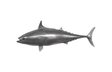 Phillips Collection Mackerel Fish Wall Sculpture Resin Polished Aluminum Finish Accent