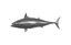 Phillips Collection Mackerel Fish Wall Sculpture Resin Polished Aluminum Finish Accent