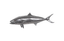 Phillips Collection Yellow Tailed King Fish Wall Sculpture Resin Polished Aluminum Finish Accent