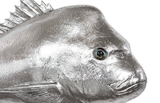 Phillips Collection Australian Snapper Fish Wall Sculpture Resin Silver Leaf Accent