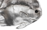 Phillips Collection Australian Bat Fish Wall Sculpture Resin Silver Leaf Accent