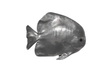 Phillips Collection Australian Bat Fish Wall Sculpture Resin Polished Aluminum Finish Accent