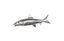 Phillips Collection Bonefish Wall Sculpture Resin Silver Leaf Accent