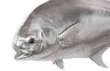 Phillips Collection Permit Fish Wall Sculpture Resin Silver Leaf Accent