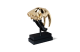 Phillips Collection Saber Tooth Tiger Skull Black Gold Leaf Accent
