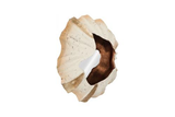 Phillips Collection Barnacle Wall Art Off White Mirror