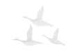 Phillips Collection Flying Ducks Gel Coat White Set of 3 Accent