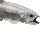 Phillips Collection Rainbow Trout Fish Resin Silver Leaf Accent