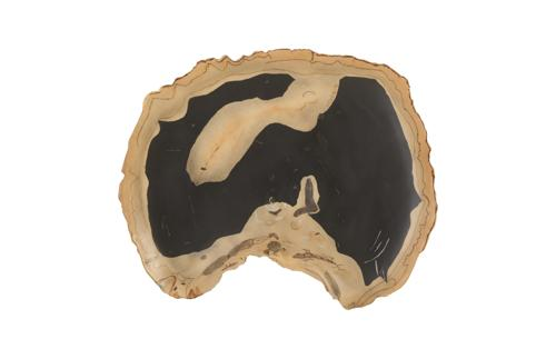 Phillips Collection Cast Petrified Wood Wall Tile Resin Thin Wall Art