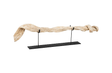 Phillips Collection Vine on Stand Brown Tabletop
