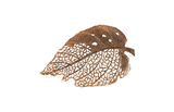 Phillips Collection Birch Leaf Wall Art Copper MD Accent
