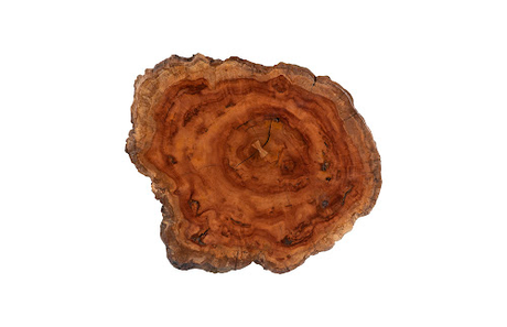 Phillips Collection Burled , Black Metal Legs Large Coffee Table