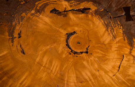 Phillips Collection Burled , Black Metal Legs Large Coffee Table