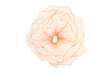 Phillips Collection Poppy Flower Wall Art Copper LG Accent