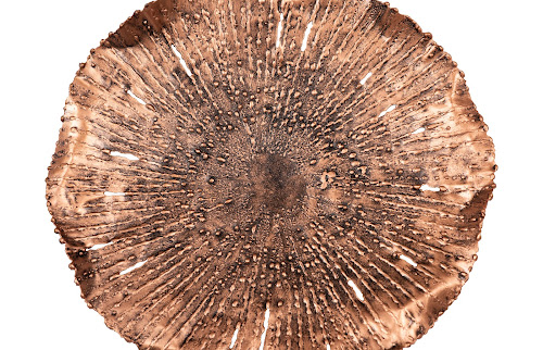 Phillips Collection Lotus Copper/Black SM Wall Art