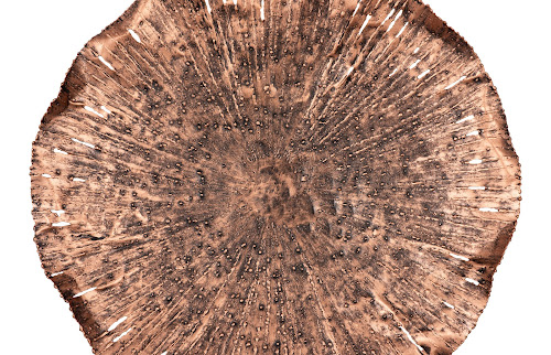 Phillips Collection Lotus Copper/Black MD Wall Art