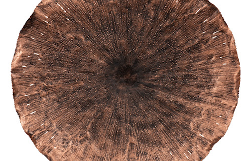 Phillips Collection Lotus Copper/Black LG Wall Art