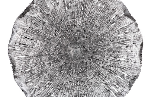 Phillips Collection Lotus Silver/Black MD Wall Art