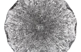 Phillips Collection Lotus Silver/Black MD Wall Art