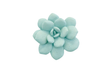 Phillips Collection Laui Succulent Sage Wall Art