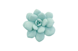Phillips Collection Laui Succulent Sage Wall Art