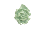 Phillips Collection Topsy Turvy Succulent Jade Wall Art