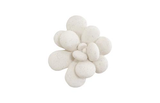 Phillips Collection Oviferum Succulent White Stone Wall Art
