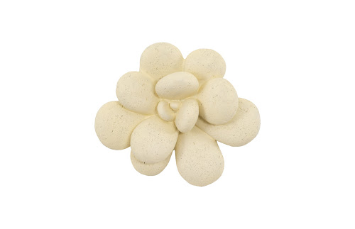 Phillips Collection Oviferum Succulent Chartreuse Wall Art