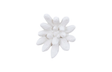 Phillips Collection Compactum Succulent , White Stone White Wall Art