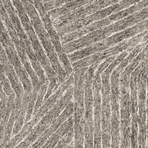 Surya Falcon FLC-8003 Black Light Brown 2' x 3' Rug