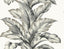 Seabrook Banana Springs Greystone Wallpaper