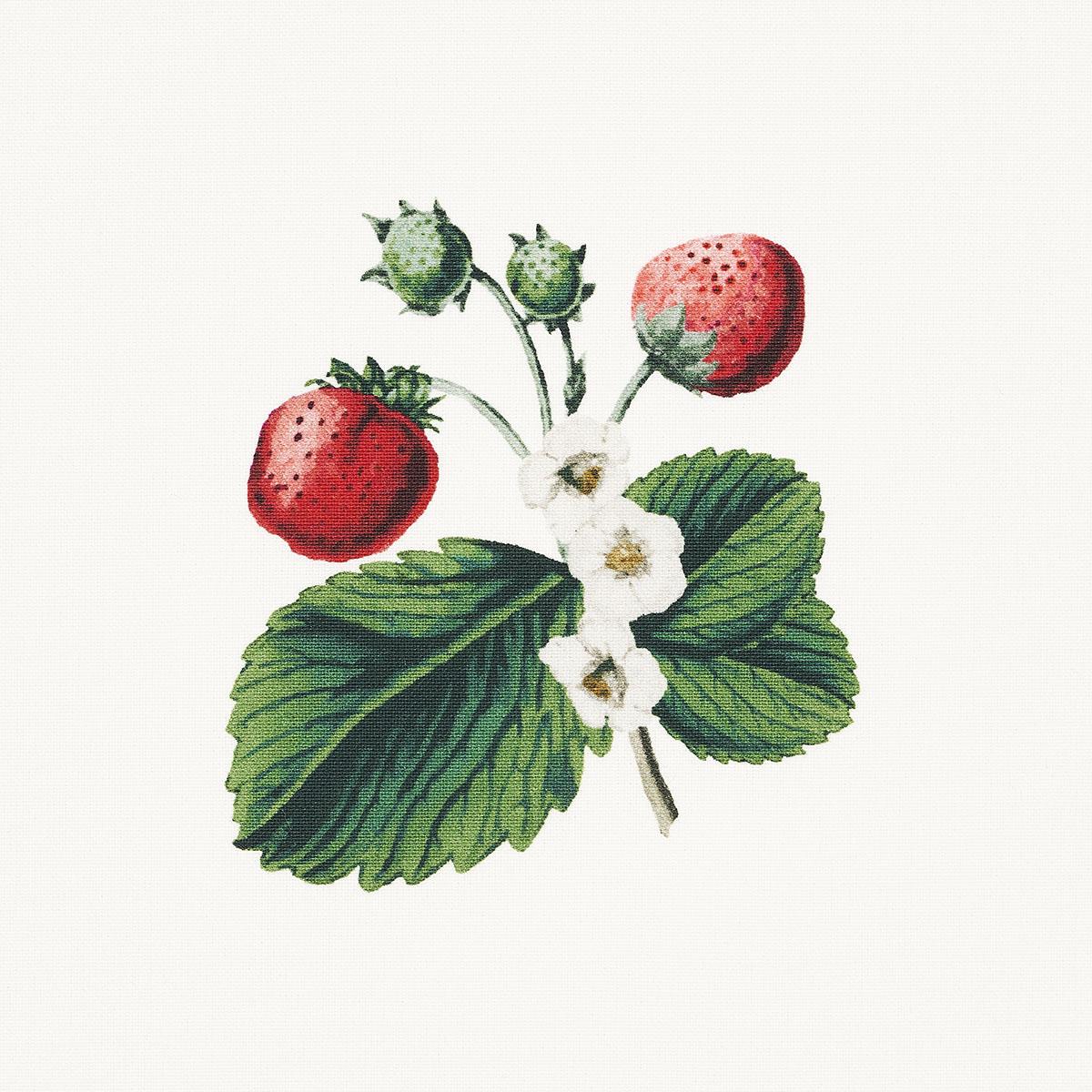 Schumacher Strawberry Hill White Fabric