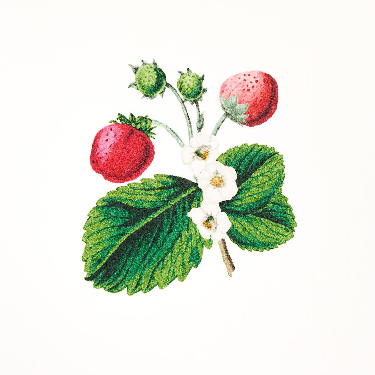 Schumacher Strawberry Hill White Wallpaper