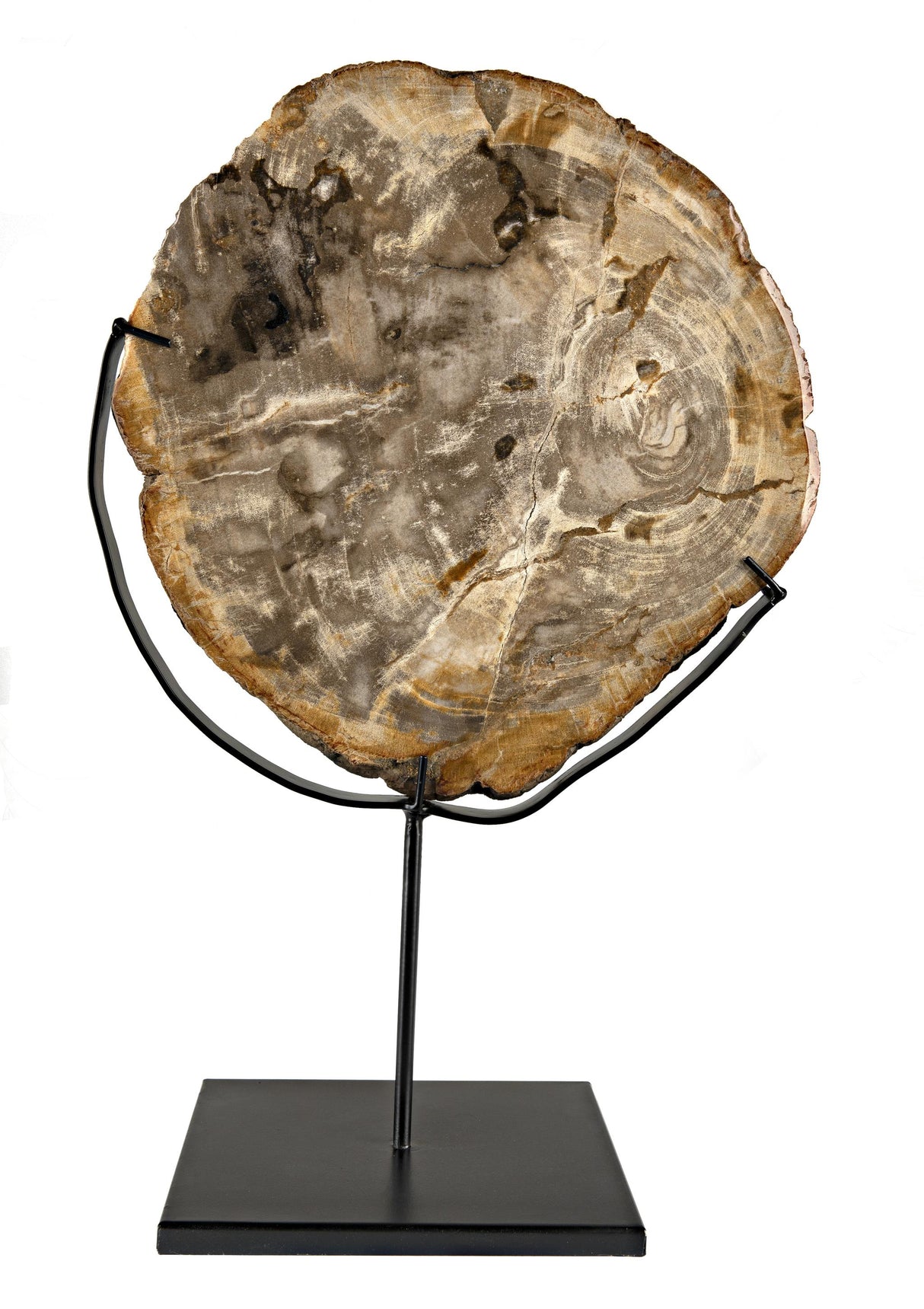 NOIR Wood Fossil with Stand 12"