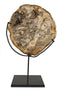 NOIR Wood Fossil with Stand 12"