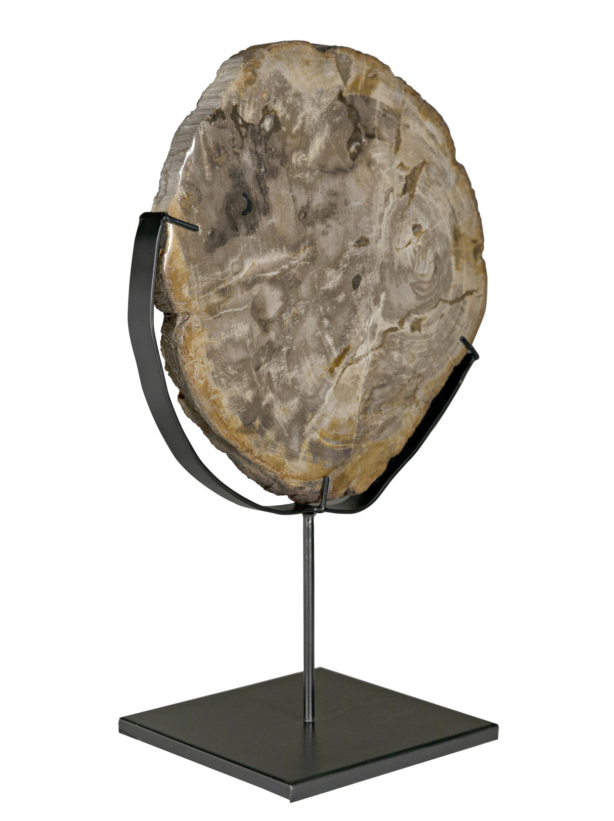 NOIR Wood Fossil with Stand 12"