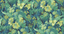 G P & J Baker TROPICAL FLORAL INDIGO/TEAL Wallpaper